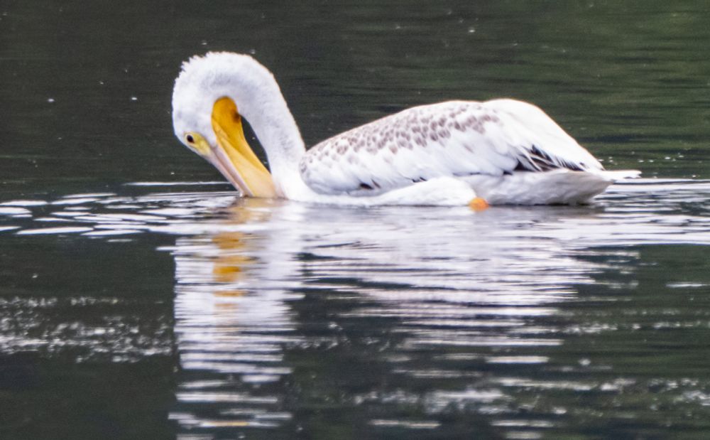 American White Pelican 