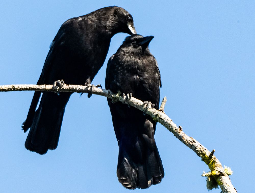 Crows