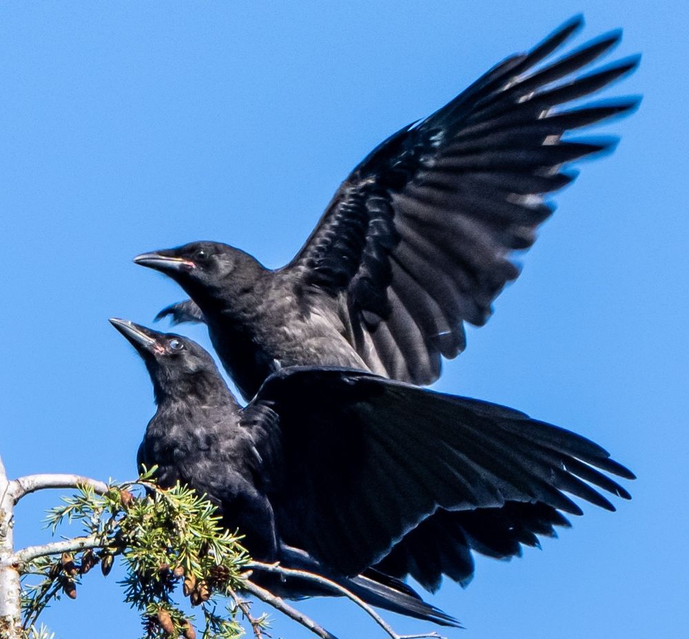 Crows