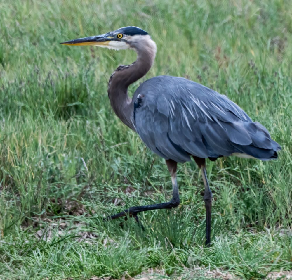 Great Blue Heron