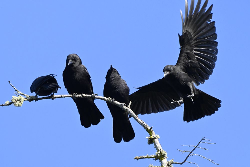 Crows
