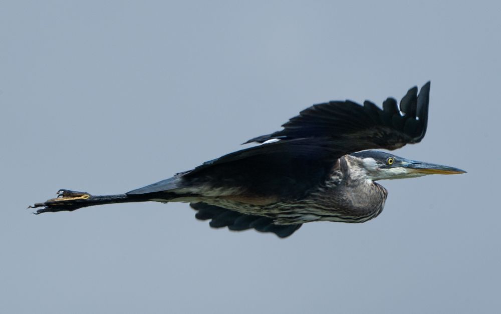 Great Blue heron