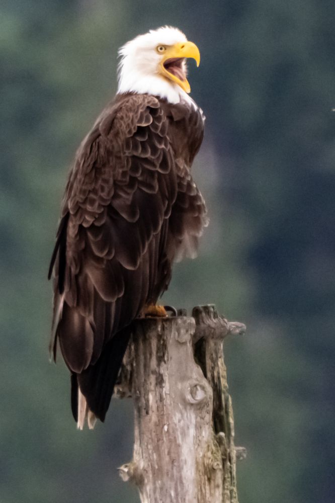 Bald eagle