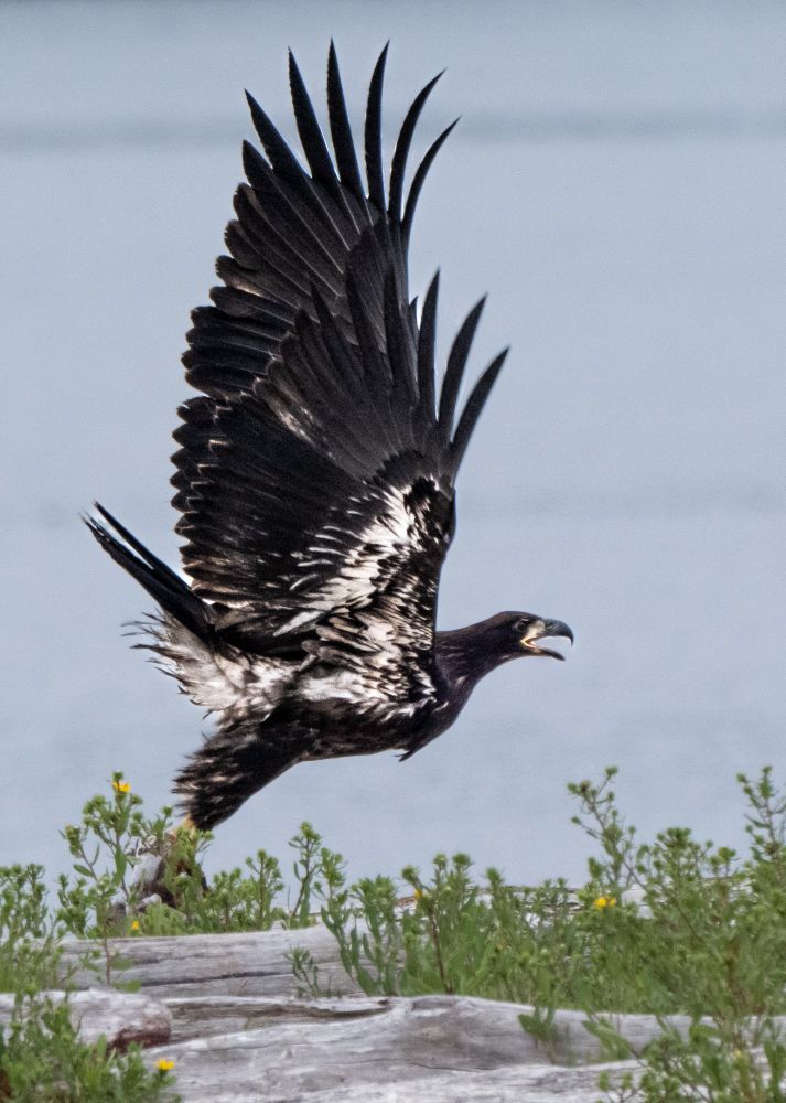Bald Eagle