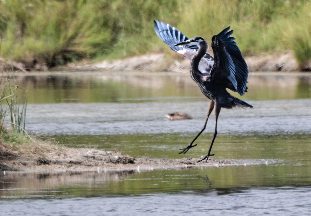 Great Blue heron