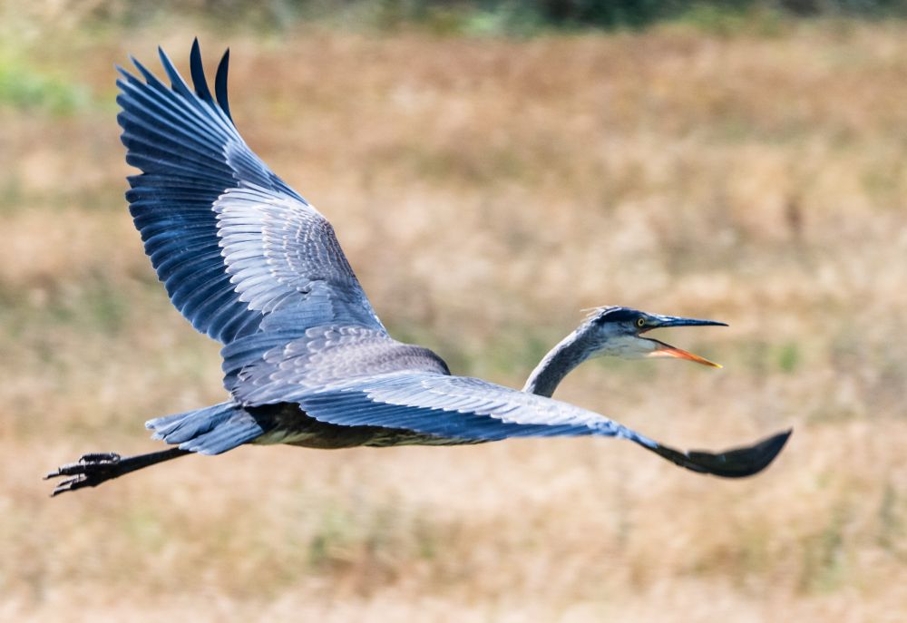 Great Blue heron