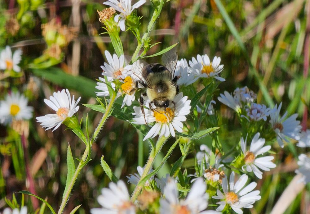 A bee sits atop a white flower, facing the camera, collecting pollen. There's are a lot of white flowers in the frame surrounding the bee, with their green stems offering a nice contrast. 