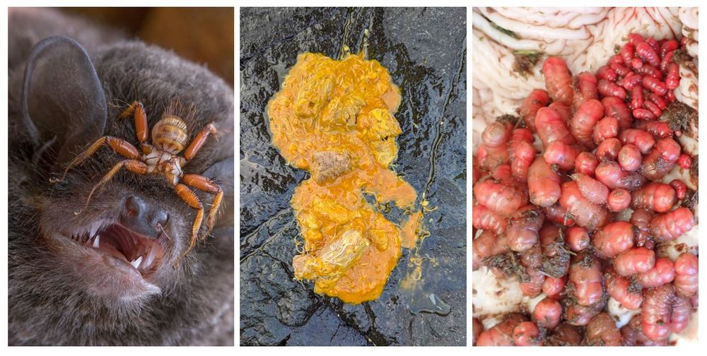 A panel showing three images of parasites. From left to right: a bat fly clinging to the face of a Mozambique long-fingered bat, a mass of helminths in the feces of a gray seal, botfly larvae from the stomach of a mountain zebra.