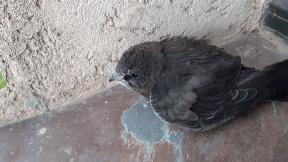 what i think is a young common swift