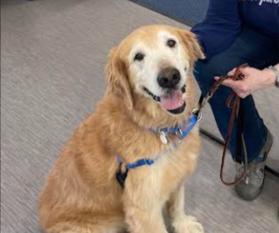 Dash - an old, sweet Golden Retriever.