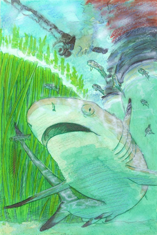 A baby black tip rushes past a fisherman knee-deep in water. A school of minnow tail it.