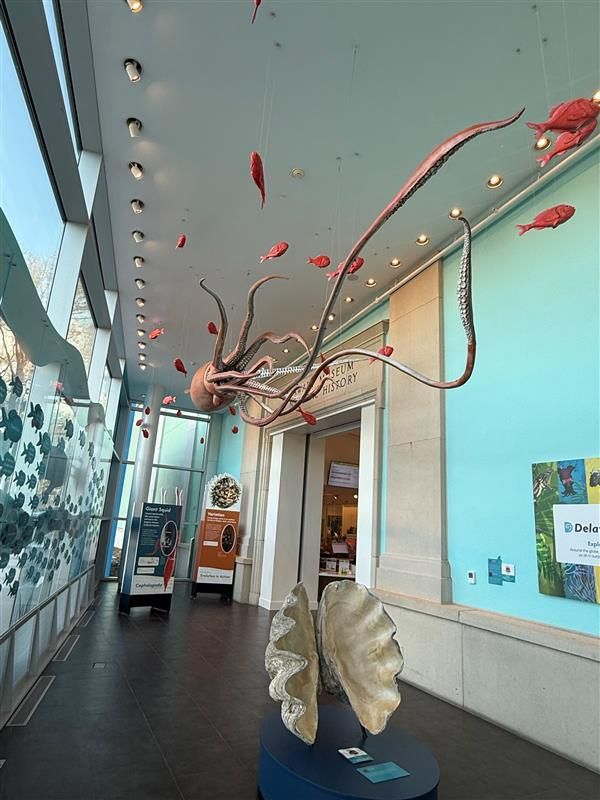 Entry to the museum with giant squid ceiling fixture... massive!