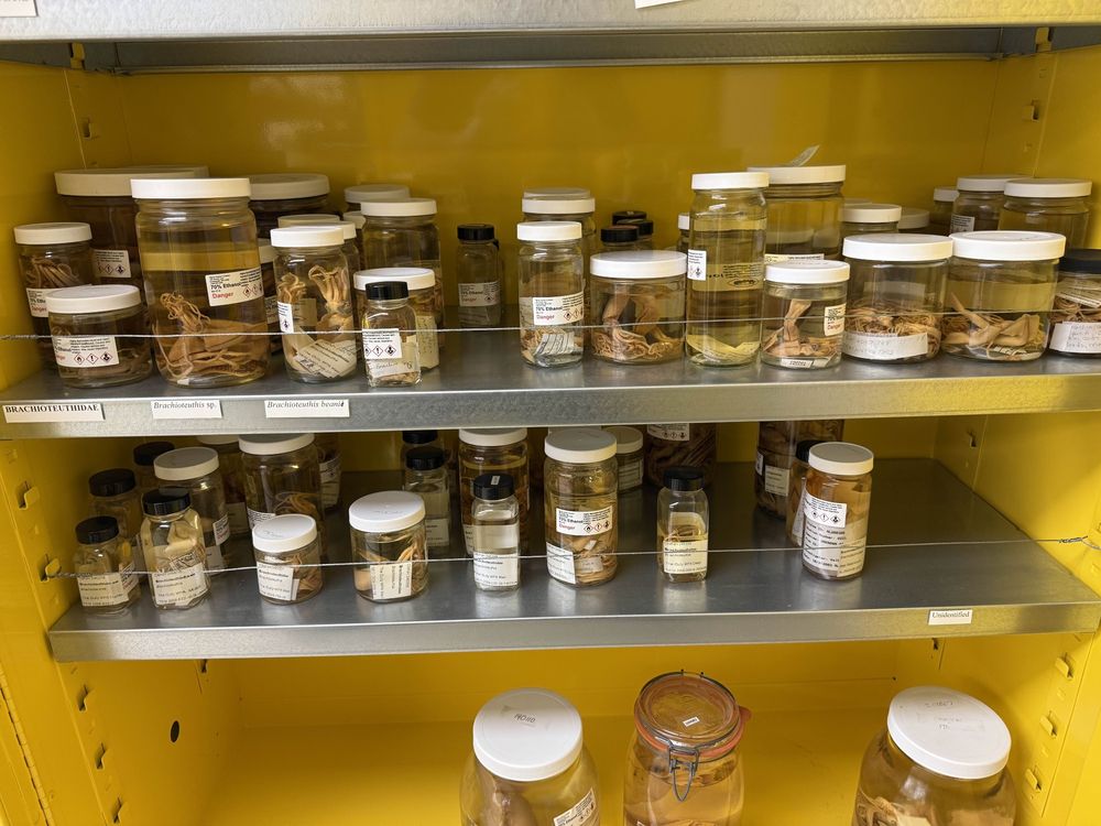 Brachioteuthis jars!