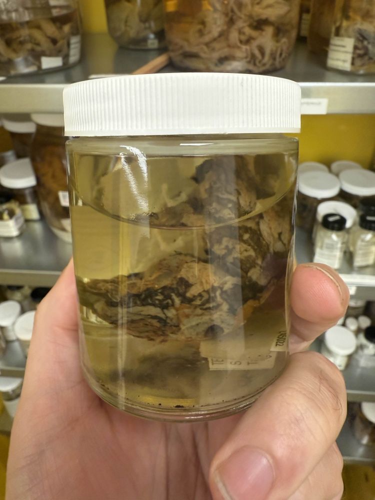 Vampyyroteuthis infernalis "Vampire squid" in a jar