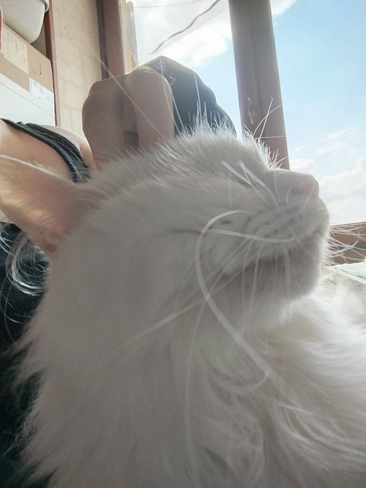 My white cat Pixie requesting some head scratches