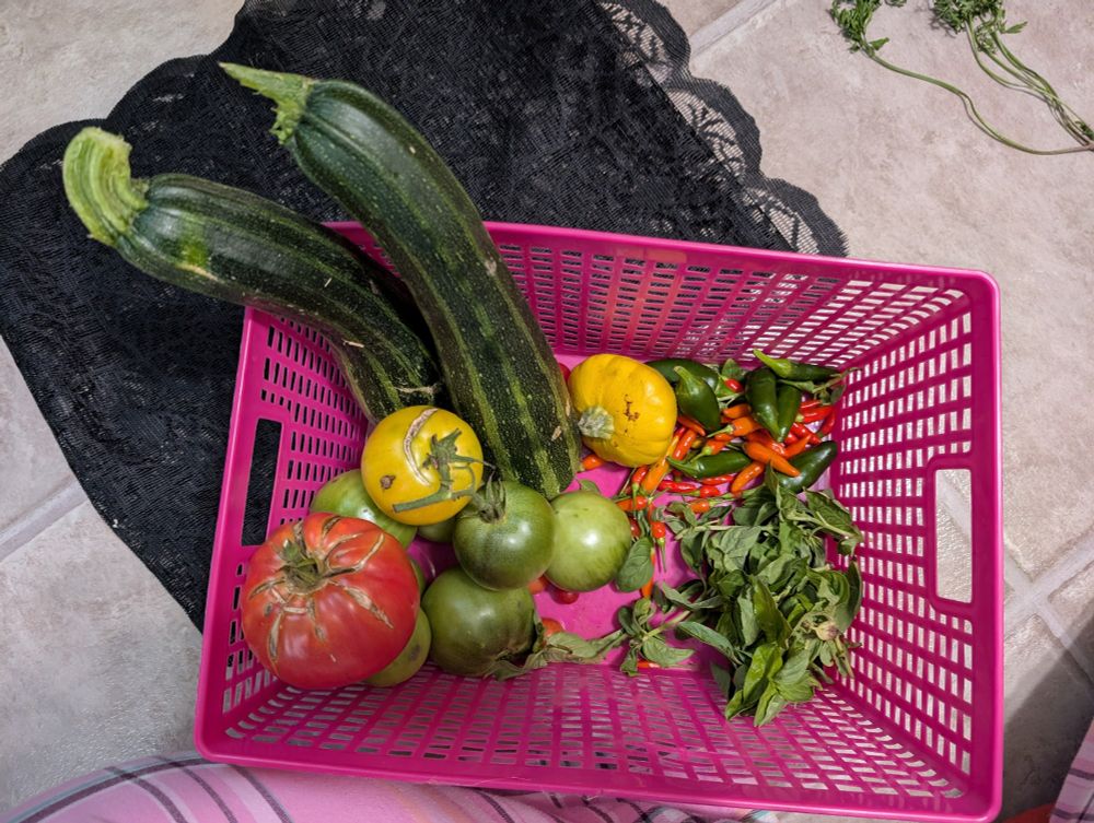 A basket with two zucchini, a yellow pattypan squash, tomatoes, jalapenos, Tabasco peppers, and basil.
