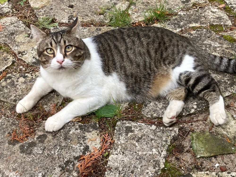 Gros chat tigré et blanc allongé sur un sol de pierre qui regarde le photographe.