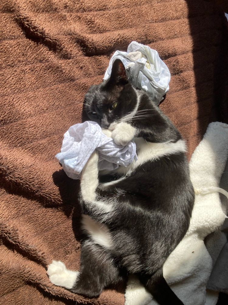 Chat tuxedo jouant avec la dentelle de sa maman 😻😓