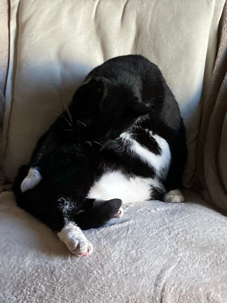 Chat tuxedo qui fait sa toilette sur un fauteuil en piloupilou gris