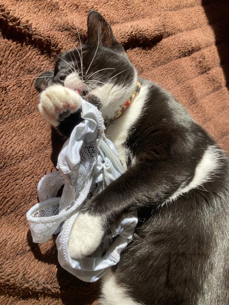 Chat tuxedo jouant avec la dentelle de sa maman 😰😻😹