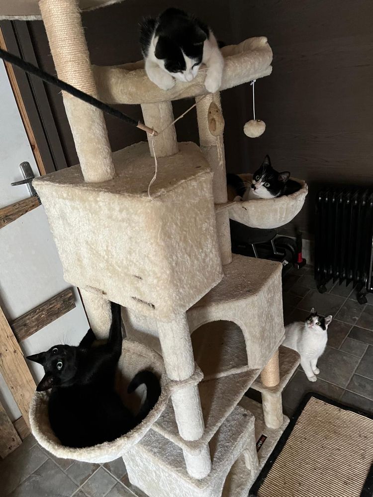Sur un grand arbre à chat, quatres chats sont dans les paniers 🧺 ou les plateformes. En bas, la maman chat 