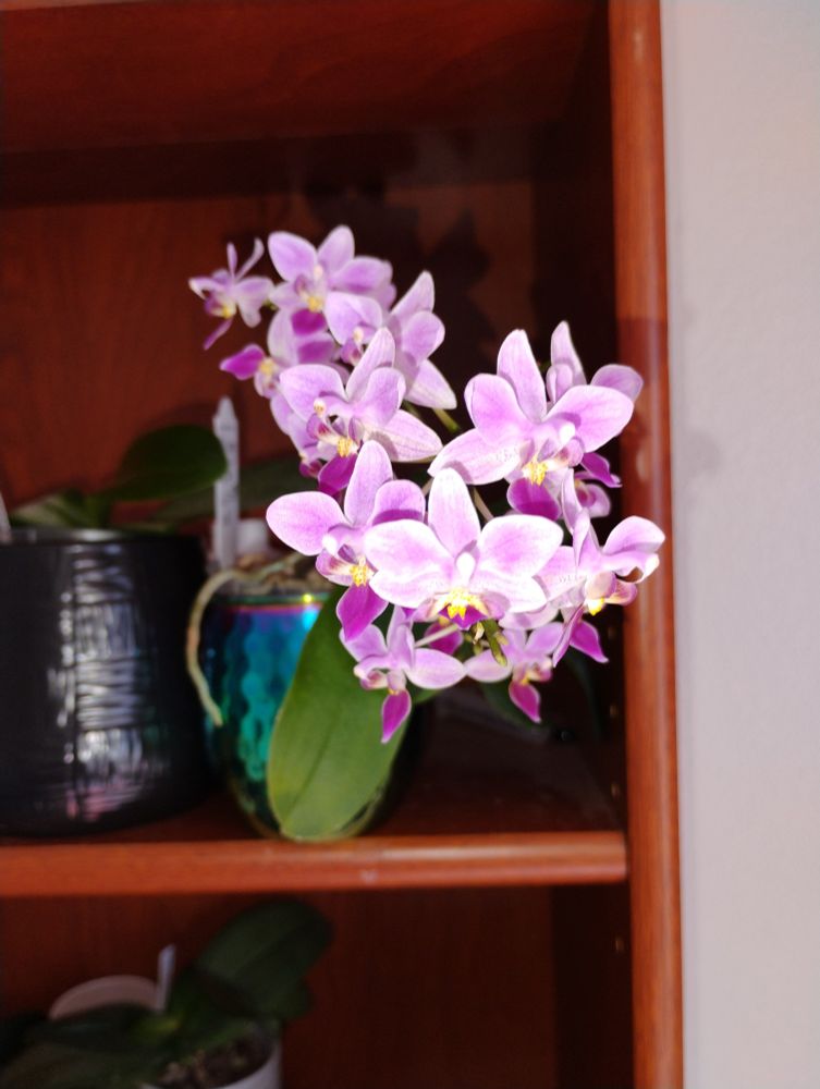 Spray of pale pink mini Phalaenopsis blooms with dark pink lips and a bright splash of yellow in at the center of the flower
