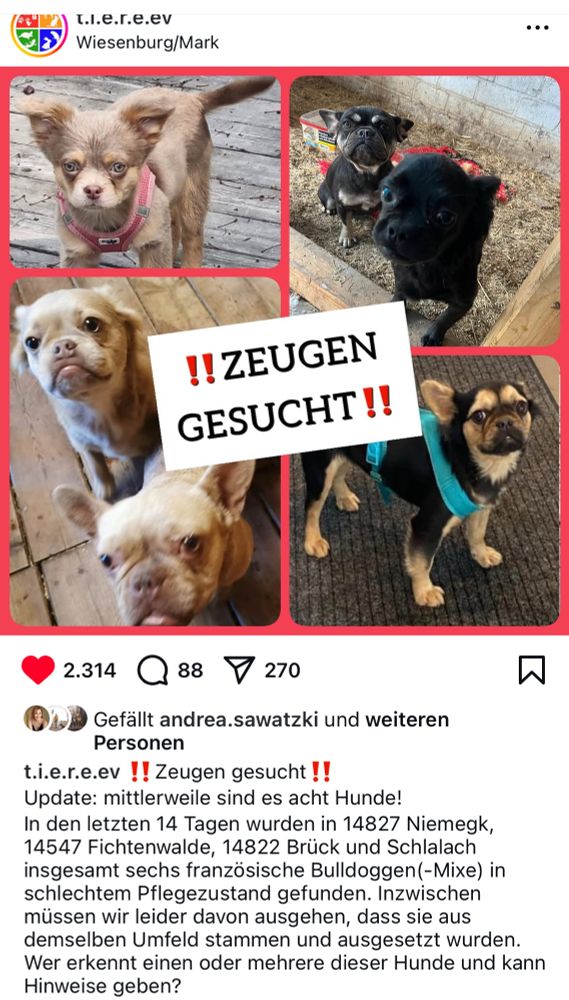 L.l.e.r.e.ev
Wiesenburg/Mark
!! ZEUGEN GESUCHT!!
2.314
Q88 7270
Gefällt andrea.sawatzki und weiteren
Personen
t.i.e.r.e.ev !! Zeugen gesucht!!
Update: mittlerweile sind es acht Hunde!
In den letzten 14 Tagen wurden in 14827 Niemegk,
14547 Fichtenwalde, 14822 Brück und Schlalach insgesamt sechs französische Bulldoggen(-Mixe) in schlechtem Pflegezustand gefunden. Inzwischen müssen wir leider davon ausgehen, dass sie aus demselben Umfeld stammen und ausgesetzt wurden.
Wer erkennt einen oder mehrere dieser Hunde und kann
Hinweise geben?

Das Foto zeigt vier Hunde 