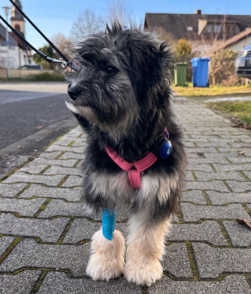 Hund mit Druckverband steht auf der Straße. 