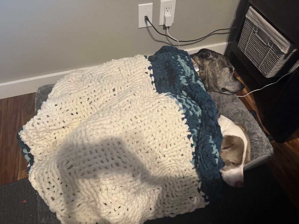 Two pitbull mix dogs, one brindle, and one white and taupe, snuggle together on a dog bed, underneath a single hand knit blanket that was made expressly for this purpose.