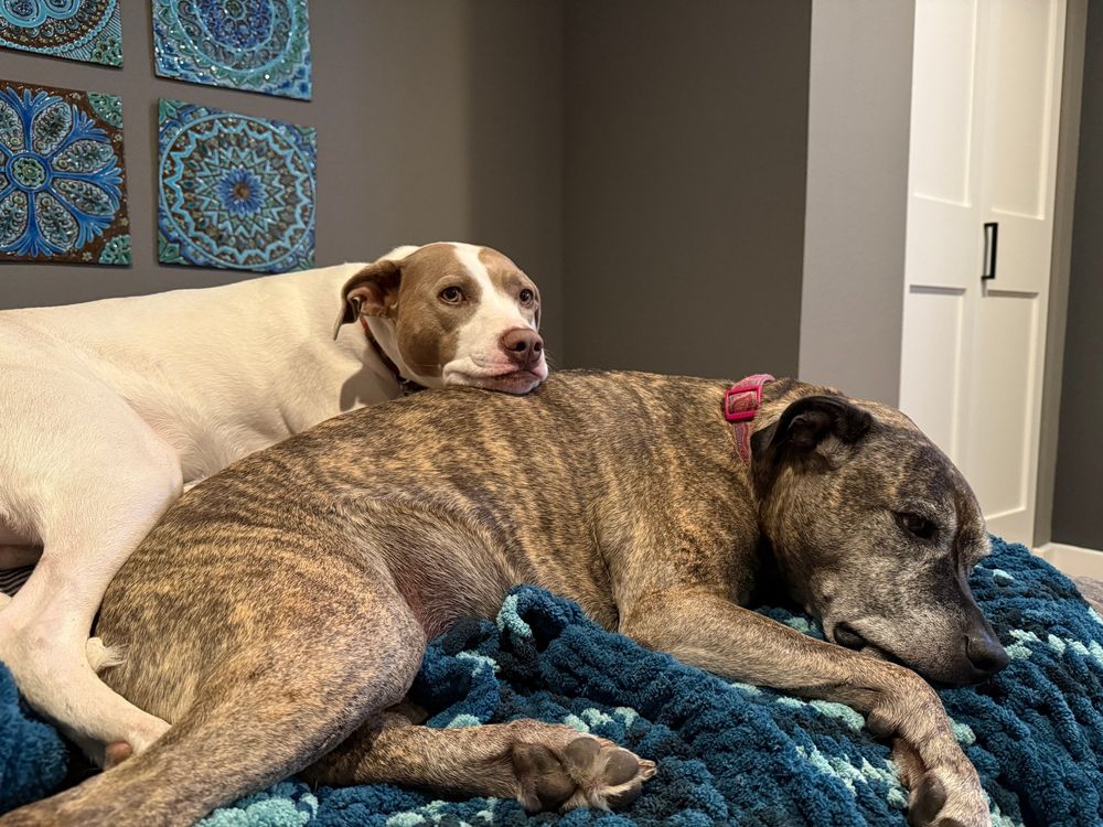 3 years later, white and taupe pitty is still sleeping atop her big brindle pitty sister, using her as a pillow.