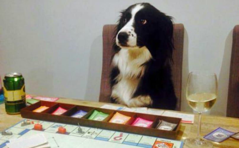 A black and white dog is seated at a table in a chair. To its right is a green and yellow beer can and to its left is a glass of white wine. In front of the dog, a tray of Monopoly money and the board game.