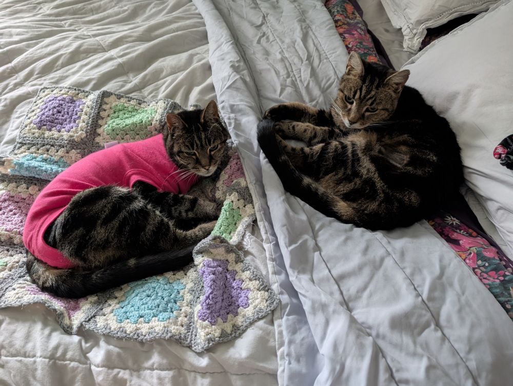 We woke up this morning to find both Bea and her brother Ryu snuggled up with us. Bea's definitely more herself, and Ryu (after a bit of a wobble to begin with) is now getting used to his sister's luminous attire. Vet said that Bea's wound is healing as it should, so hopefully onwards and upwards.
