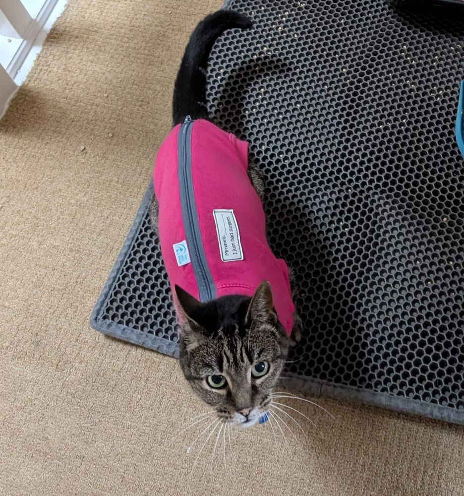 She ventured out a couple of times but wasn't really herself. The operation was to remove her cancerous mammary glands on one side, so ultimately this was the only way, but you still can't help but wonder when you're seeing her struggle if she'll ever be the same cat again.