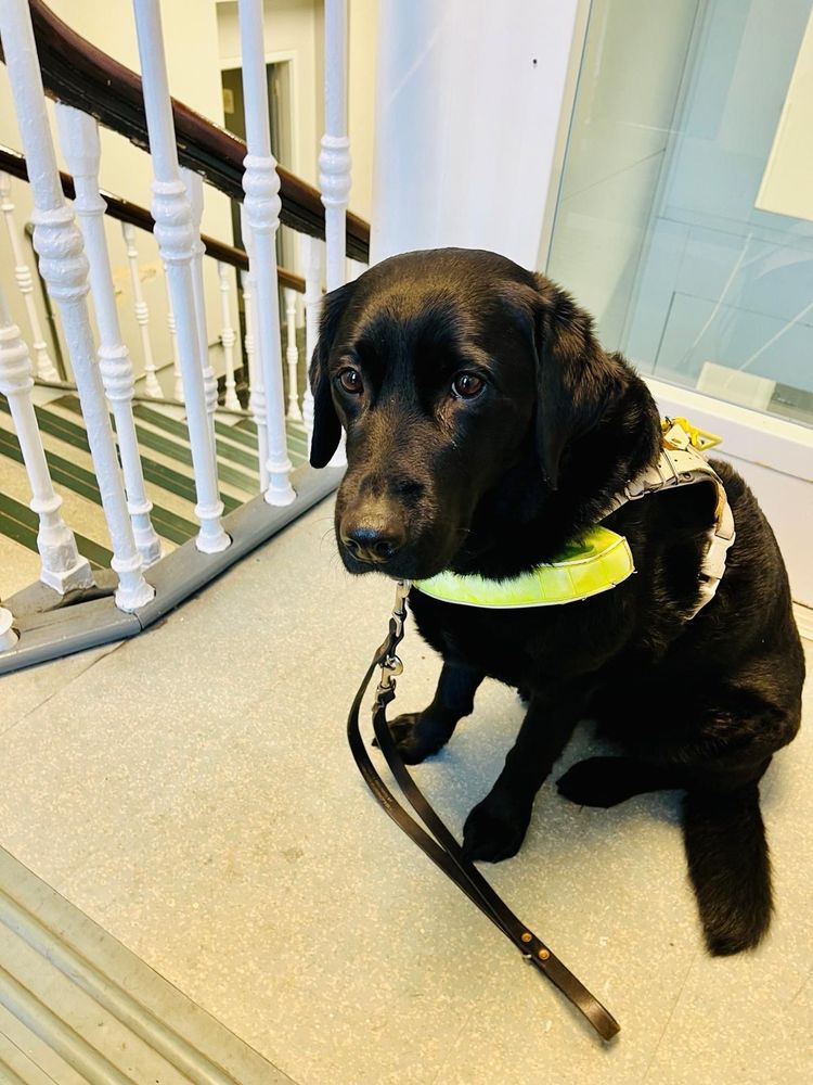 Little black Labrador guide dog Totie sits in her working harness, lead loose on the floor. She wears a somewhat doleful expression, there is a white staircase bannister behind and the floor is tiled in white. She's actually not as sad as she looks, but she thinks if she pretends sorrow she will get more treats. She's right
