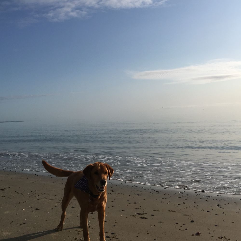 I hope I can do this justice, an Irish East Coast beach at Dawn colours of hazy blue and sand, an empty curving beach with gentle blue green waves, and then in the four ground a very happy golden brown lanky retriever off duty guide dog, with a happy smile on his face and his very long tail wagging. He's wearing a spotty bandanna as he waits for his tennis ball to be thrown. Harley was my second guide dog, and like all my working dogs he retired with my family, but unfortunately passed away as a result of a heart condition only a few months after retiring. He was one in a million. loved his rules and was very careful with his affections but when he loved you he loved you beyond measure. This particular beach was his happy place and we went there a few times a year as a family on holiday. I always think about him this time of year, and was so blessed to have his gentle wise presence by my side for so many years.