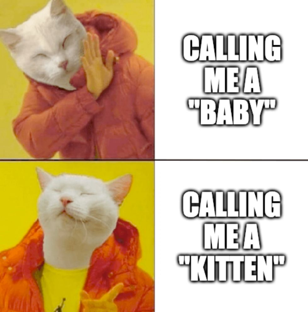 Silly cat version of the "Drake meme".

Indifferent reaction to: Calling me a "baby"
Positive reaction to: Calling me a "kitten"