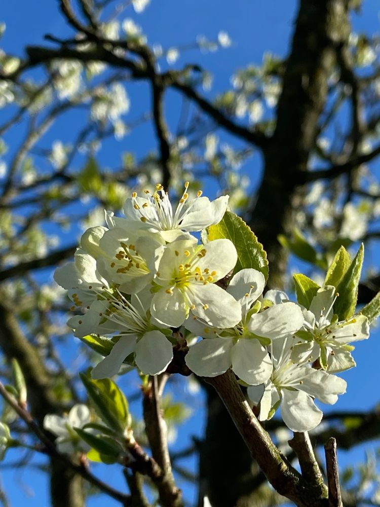 Ein blühender Pflaumenbaum 