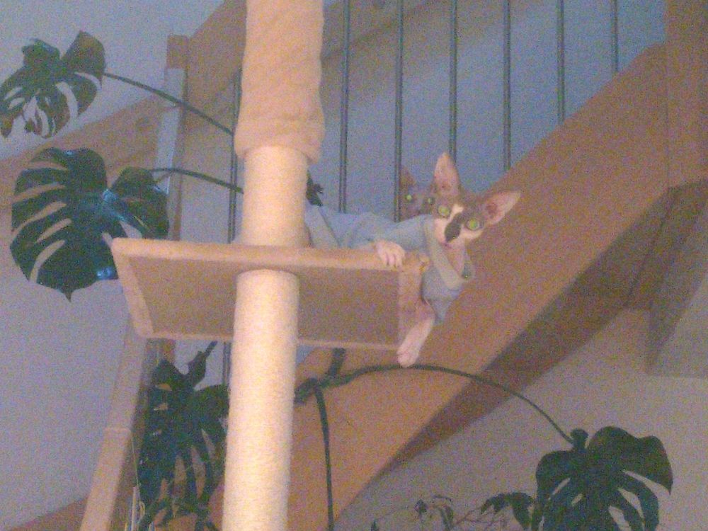 Katze auf Plattform eines Kratzbaums