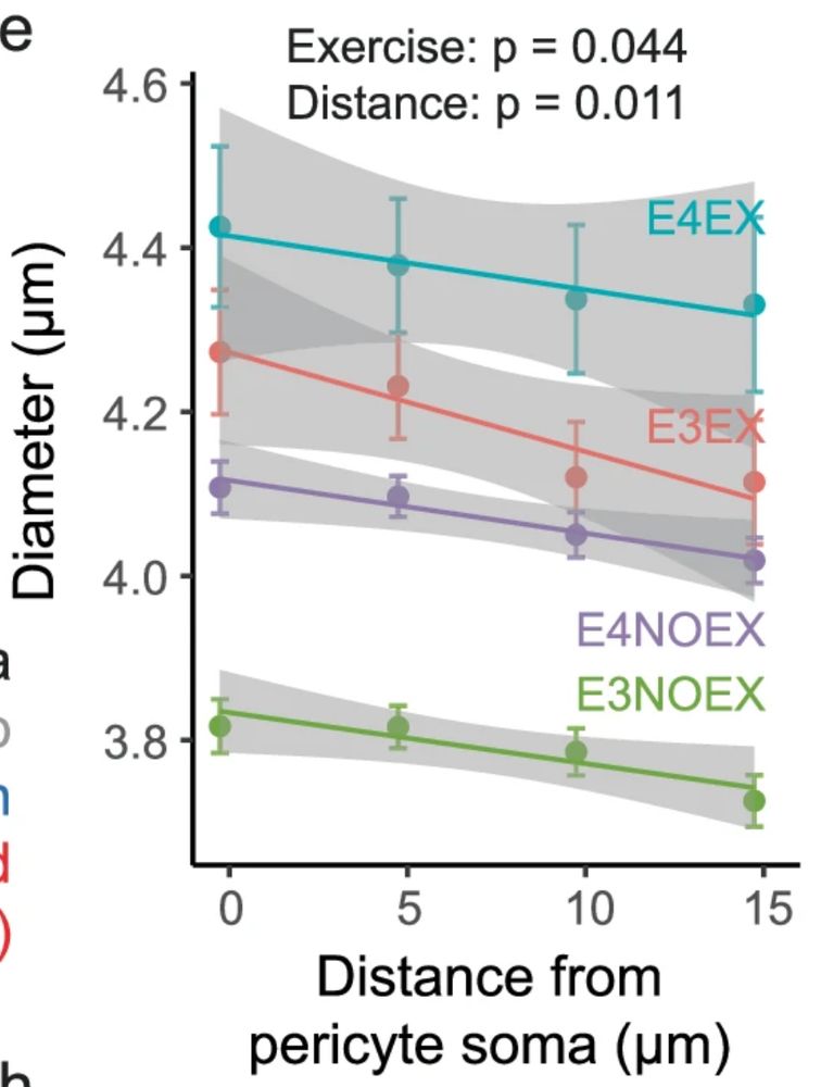 A graph showing capillary diameter at different distances from the pericyte soma, for APOE4 and APOE3 mice provided with an exercise wheel or no wheel. Generally, the capillary diameters are larger near the pericyte, and diameters are larger in the mice with access to a wheel.