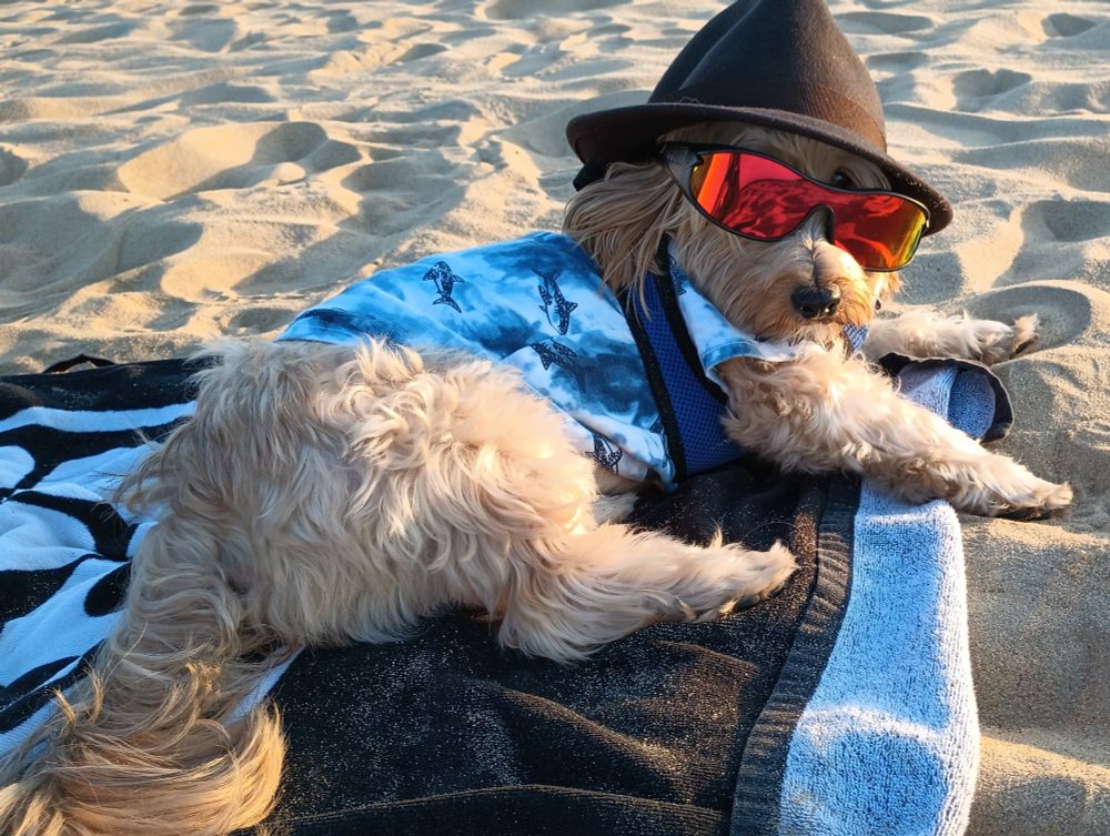 Cool Cavachon dog wearing shades and a hat