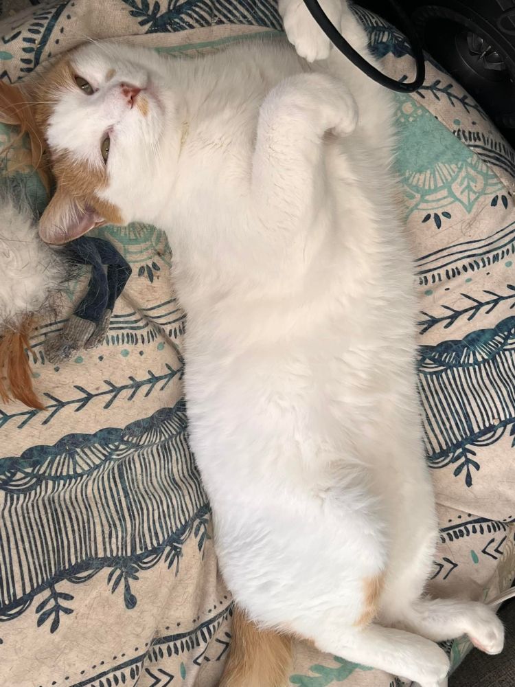 White cat lying in position evocative of a tetris piece, on a cat bed that needs vacuuming.