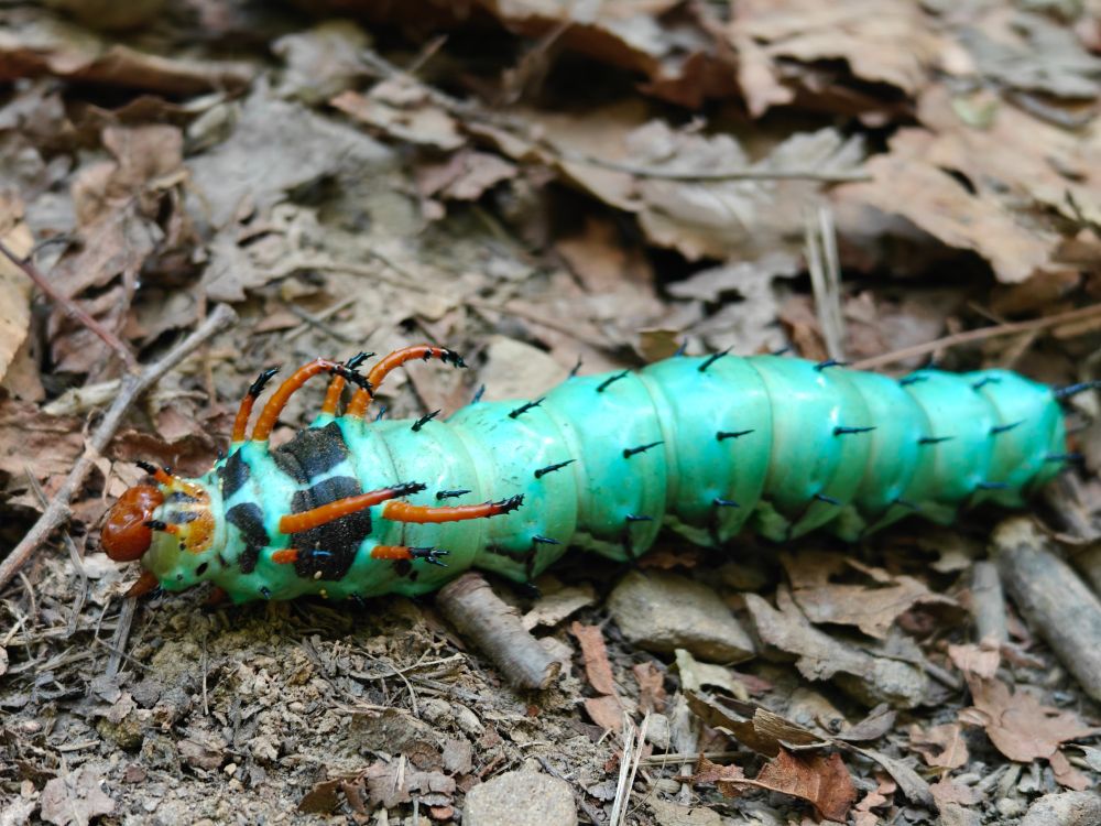 A hickory horned devil.