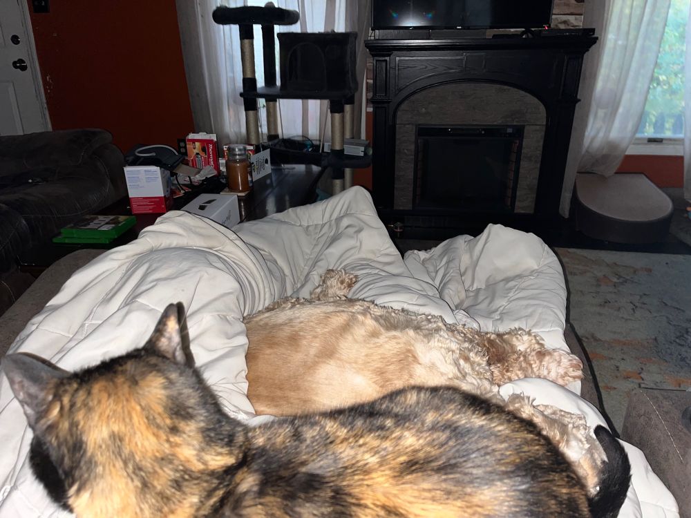 Calico cat abs cocker spaniel on my lap.