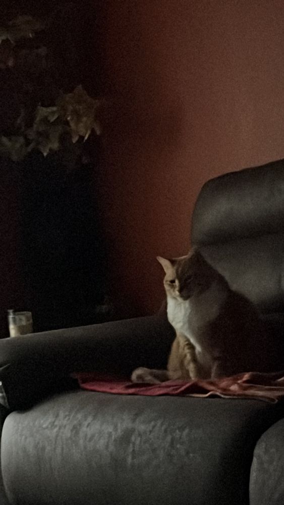 Orange tabby surveying his kingdom (my living room)