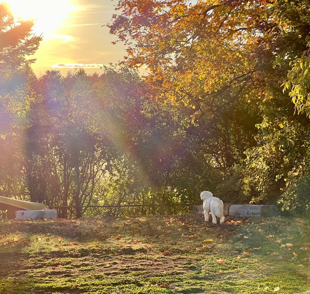 A white dog walking away from the camera towards a sunset. 