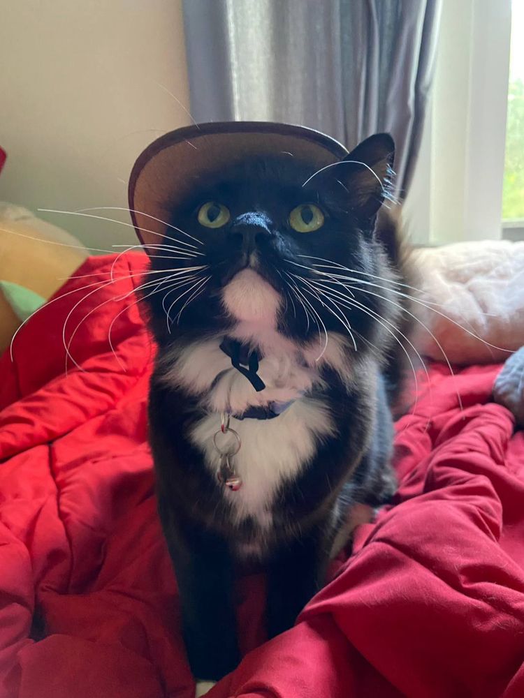 Tuxedo cat wearing a cowboy hat 