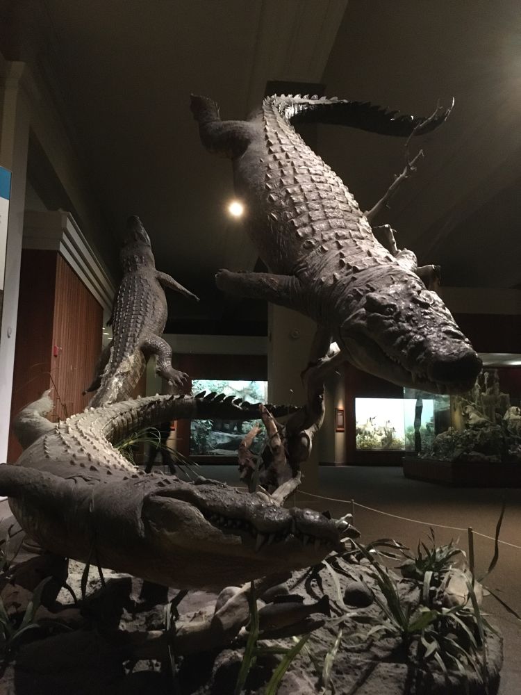 Dynamic duo - nile crocodile taxidermy at cmnh