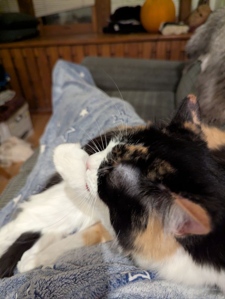 A fluffy calico cat grooms herself while seated obstinately on the lap of a sleepy human who cannot go to bed because e is trapped.