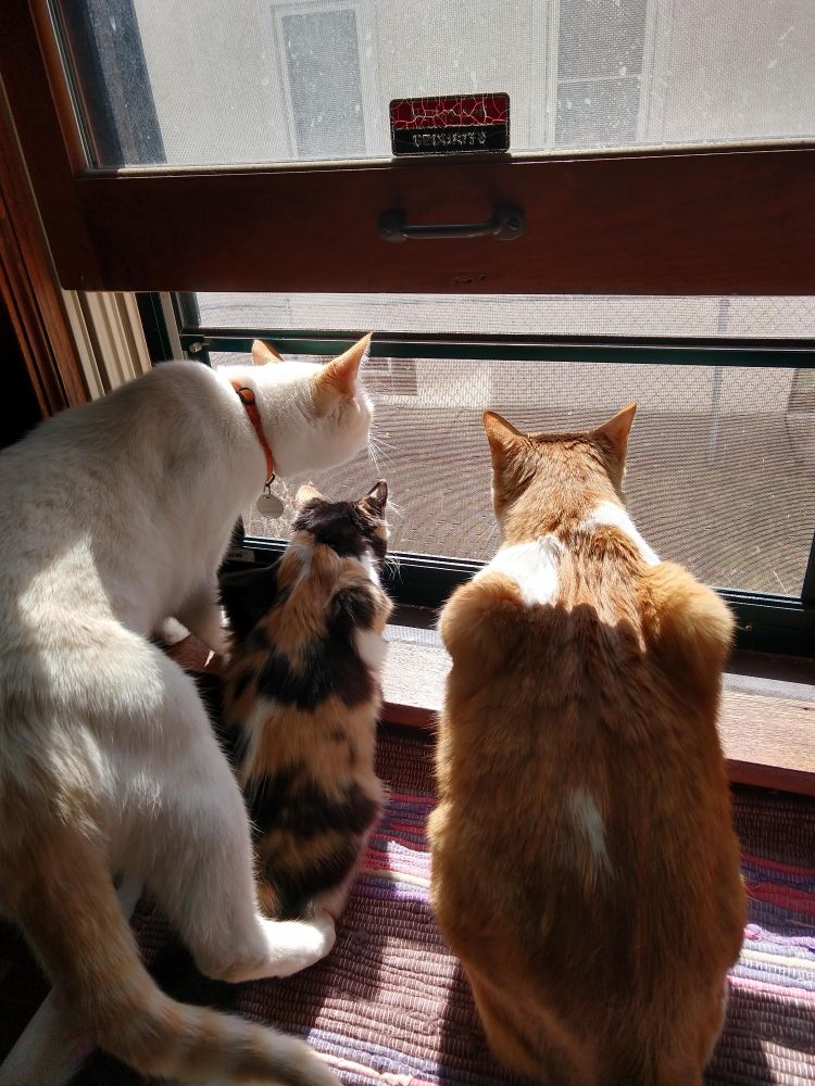 An adult flame-point and adult orange-and-white cat and a much smaller young calico cat look intently out of the same open window.