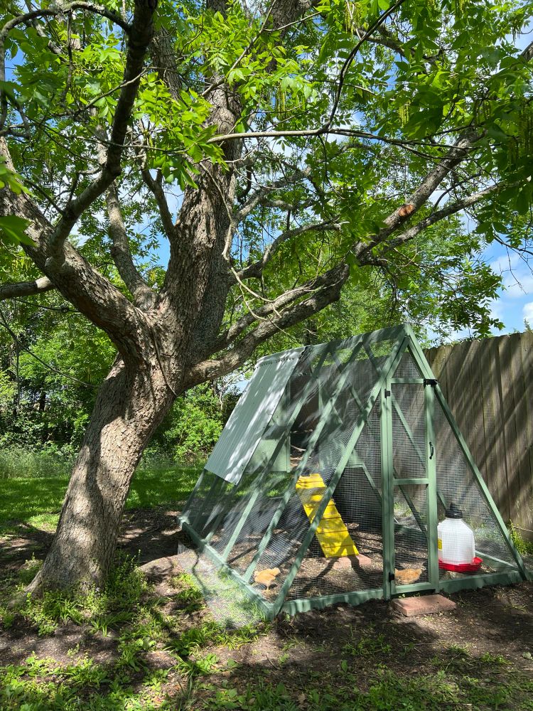 green a-frame chicken coop and run with yellow ramp door. The coop sits between a pecan tree and a wooden fence